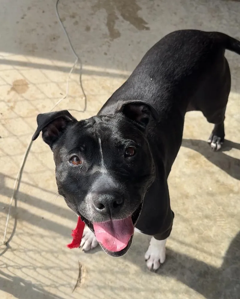 An adult large-sized female Tricolor (Brown, Black, & White) Pit Bull Terrier dog named Brie for adoption in Rochester, IN