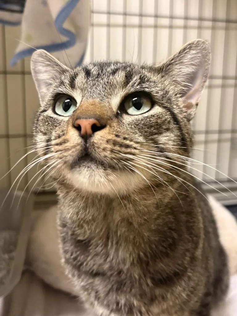 An adult medium-sized male Domestic Short Hair cat named Tobadiah for adoption in Fall River, MA