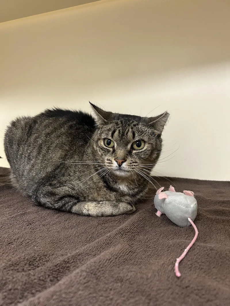 An adult medium-sized female Domestic Short Hair cat named Biscuit for adoption in Lancaster, PA