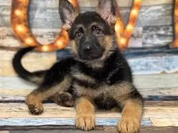 German Shepherd Pup