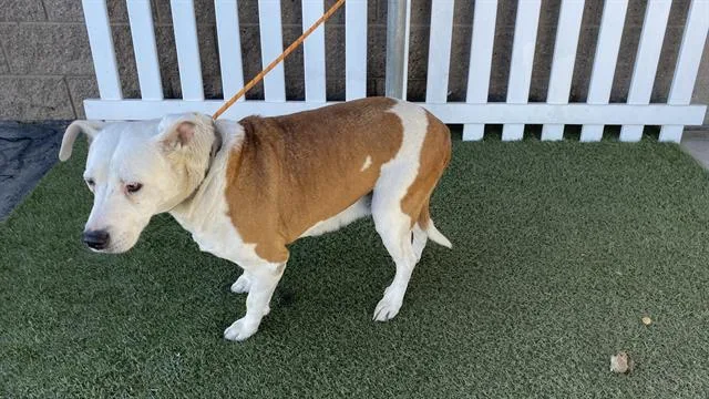 A young large-sized female Pit Bull Terrier dog named Penny for adoption in Modesto, CA