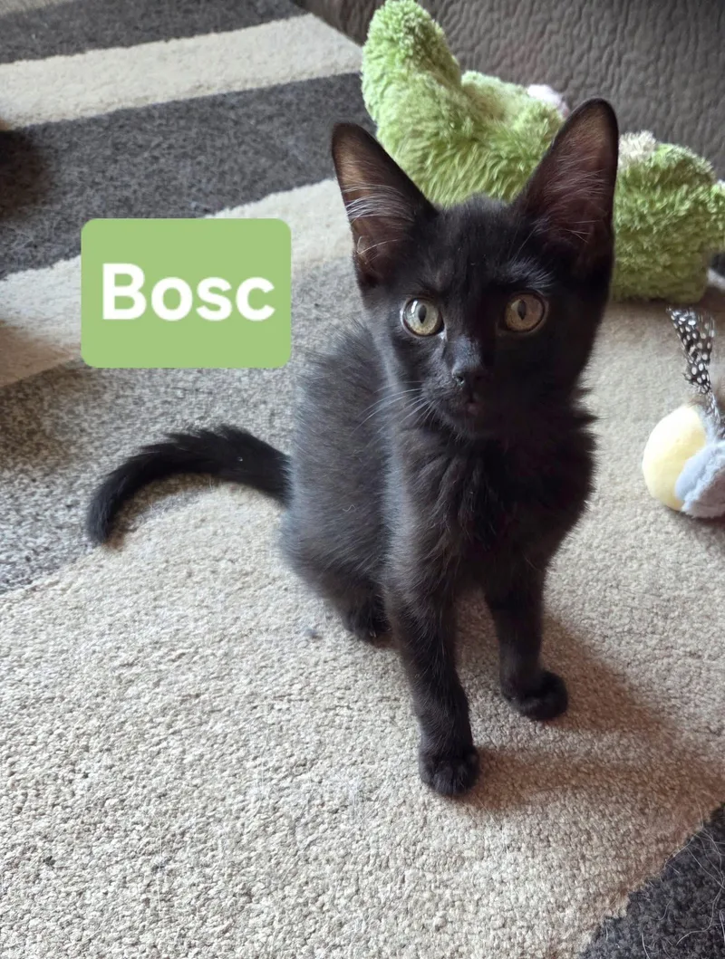 Bosc