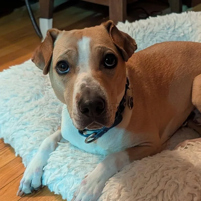 A young medium-sized male Yellow / Tan / Blond / Fawn Shar-Pei dog named Prince for adoption in Grafton, OH