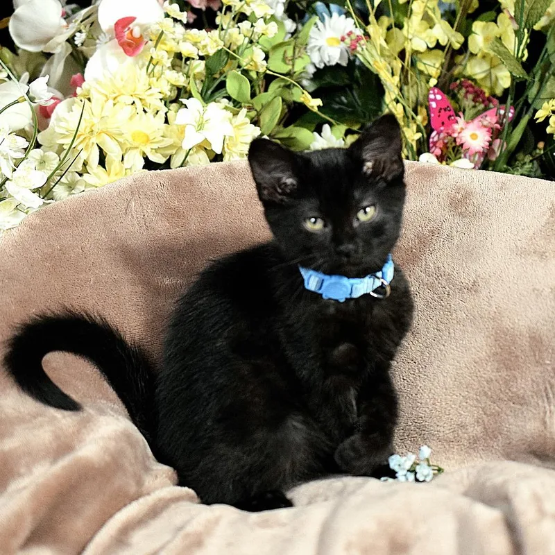 A baby small-sized female Black Domestic Short Hair cat named Blacky for adoption in Springfield, MO