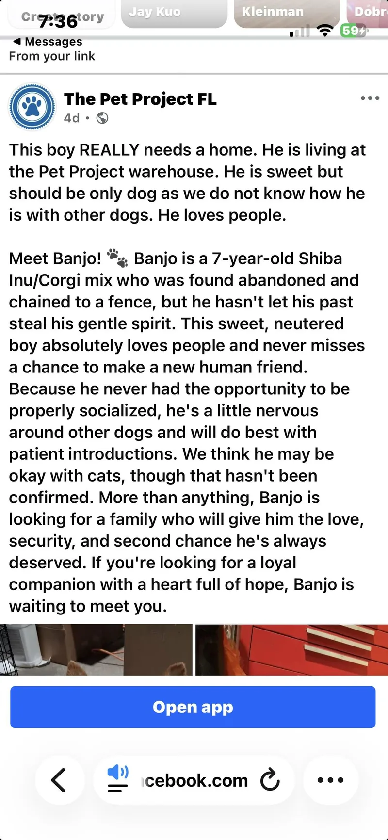 An adult small-sized male Shiba Inu dog named Banjo for adoption in Boca Raton, FL