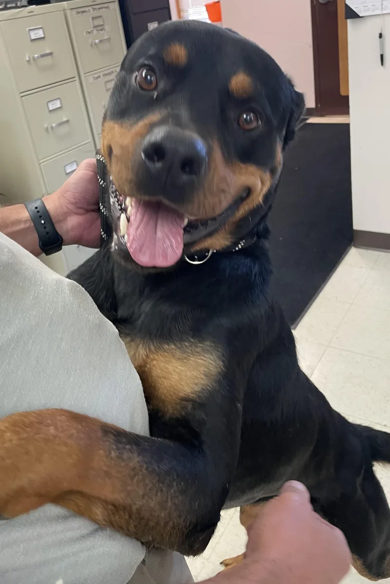 A young large-sized male Black Rottweiler dog named Gunner HOLD for adoption in Canton, OH