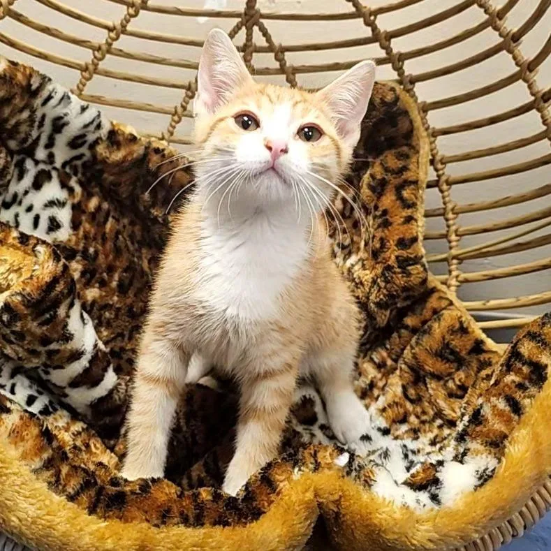 A baby small-sized male Orange / Red Domestic Short Hair cat named Peter for adoption in Monroe, MI