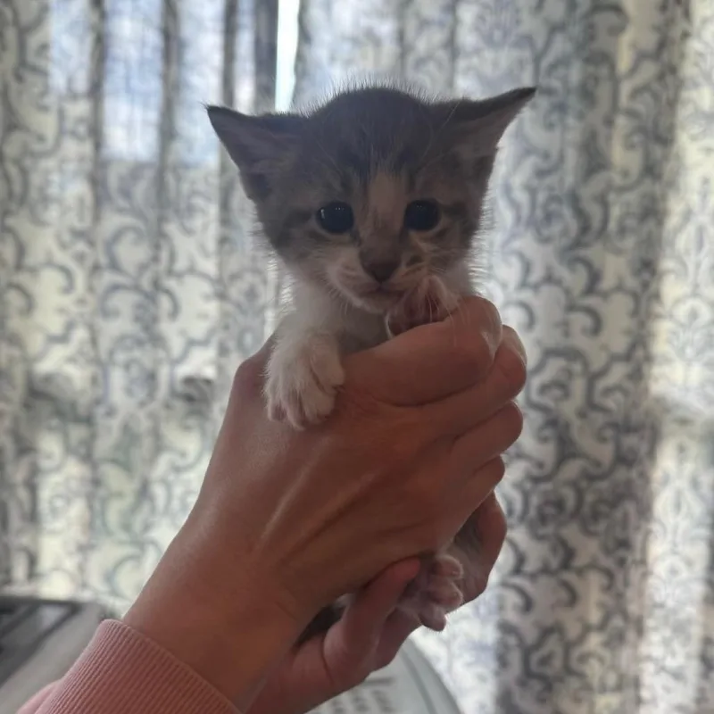 A baby small-sized male Gray / Blue / Silver Domestic Short Hair cat named Arthur for adoption in Spring Hill, KS