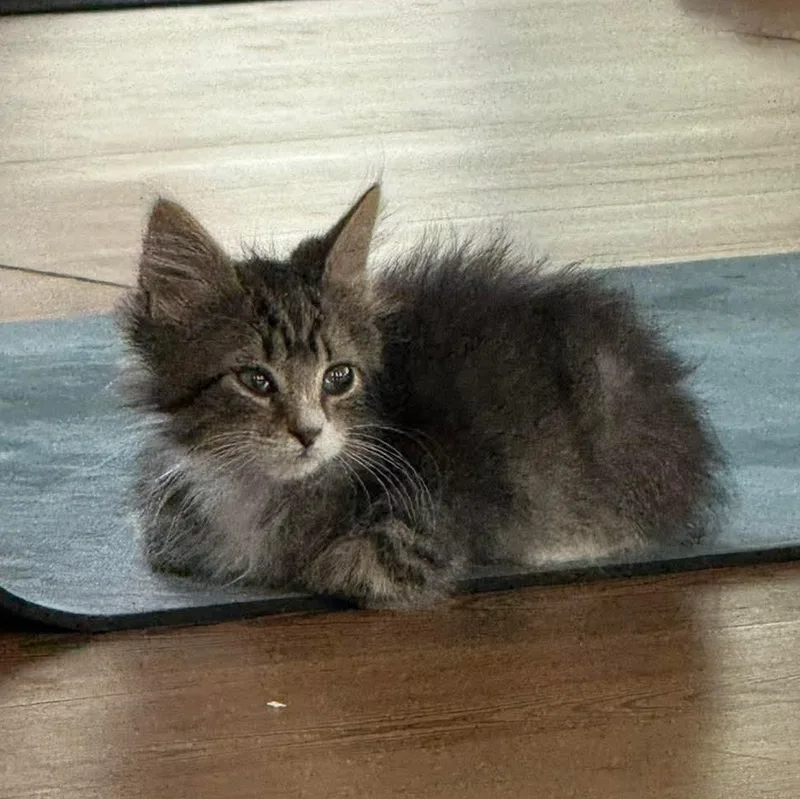 A baby medium-sized male Tabby (Gray / Blue / Silver) Domestic Long Hair cat named Joe for adoption in Aberdeen, NC