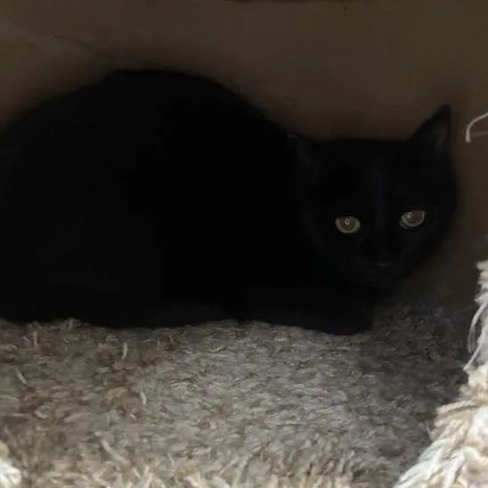 An adult medium-sized female American Shorthair cat named Spotless for adoption in Blue Earth, MN