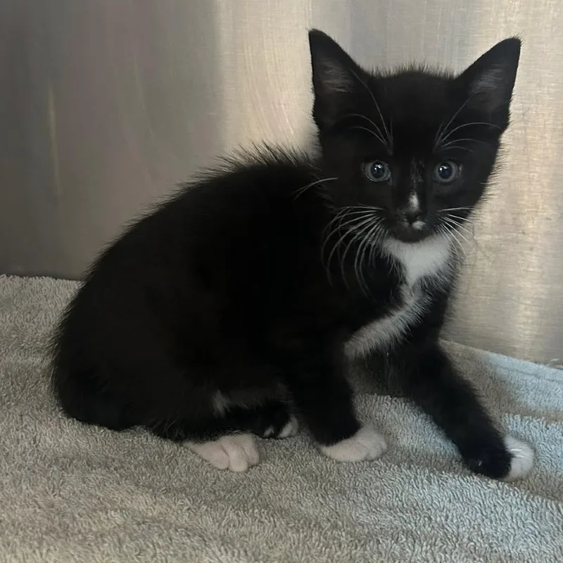 A baby small-sized female Black Domestic Short Hair cat named Cinnamon for adoption in Redwood City, CA