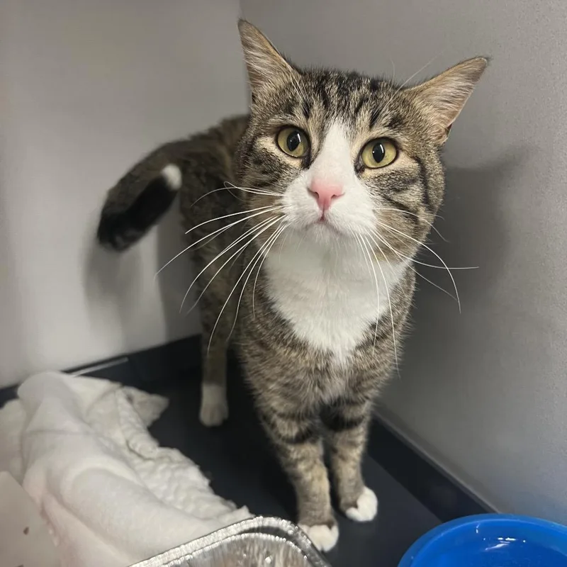 An adult medium-sized male Brown / Chocolate Domestic Short Hair cat named Speed Racer for adoption in Park City, UT