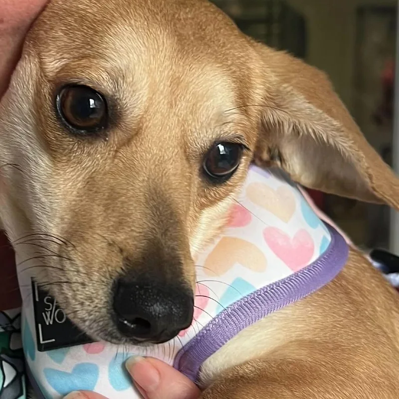 A young small-sized female Yellow / Tan / Blond / Fawn Mixed Breed dog named Ellen for adoption in Oak Hill, WV