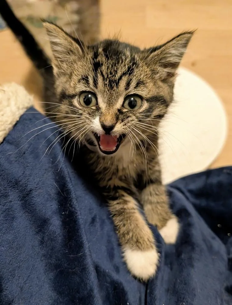 A baby small-sized female Domestic Short Hair cat named Dare for adoption in Anoka, MN