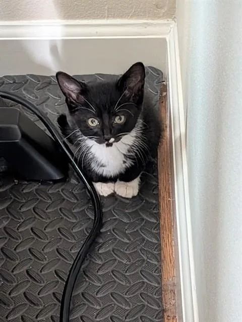 A baby small-sized male Domestic Short Hair cat named Oreo for adoption in Fort Walton Beach, FL