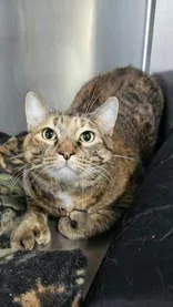 A senior extra large-sized female Tabby (Brown / Chocolate) Domestic Short Hair cat named Margot for adoption in Manitowoc, WI