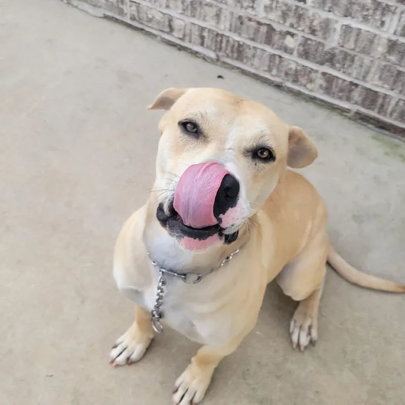 A young medium-sized male Yellow / Tan / Blond / Fawn Labrador Retriever dog named Beau for adoption in Cordova, TN
