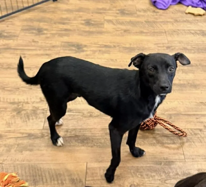 An adult medium-sized male Tricolor (Brown, Black, & White) Terrier dog named Magic for adoption in Troy, AL