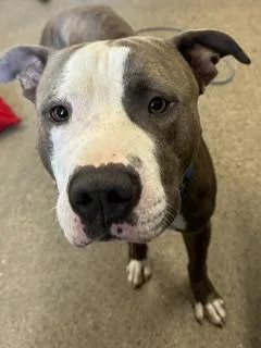 A young medium-sized male Brown / Chocolate Pit Bull Terrier dog named Basil for adoption in Cleveland, OH