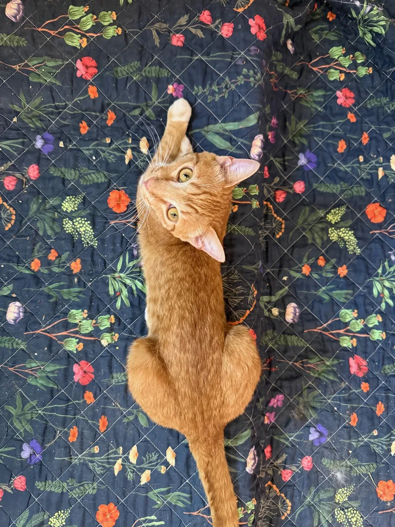 An adult medium-sized male Orange & White Domestic Short Hair cat named Swayze for adoption in Albuquerque, NM