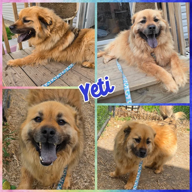 An adult medium-sized male Apricot / Beige Chow Chow dog named Yeti for adoption in Blacksburg, SC