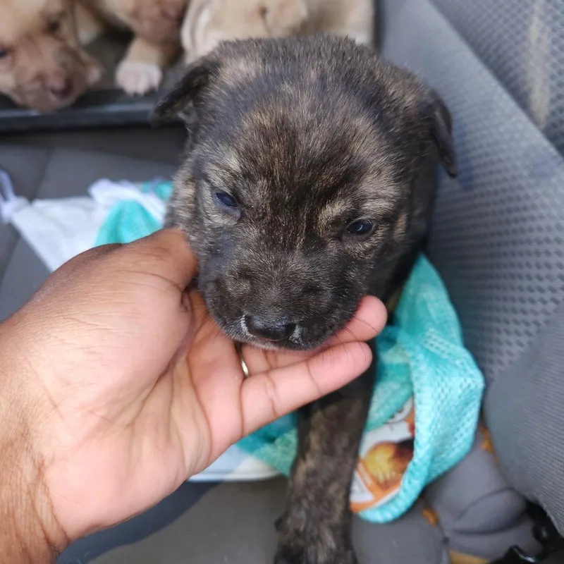 A baby small-sized female Brindle Shepherd dog named Brinks for adoption in Birmingham, AL