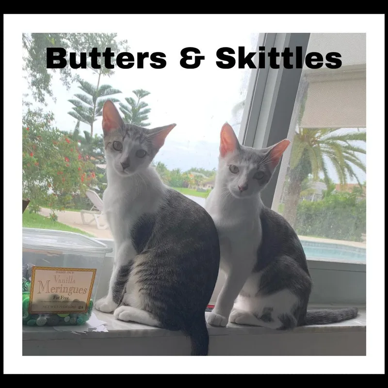 Skittles Abner thumbnail 2