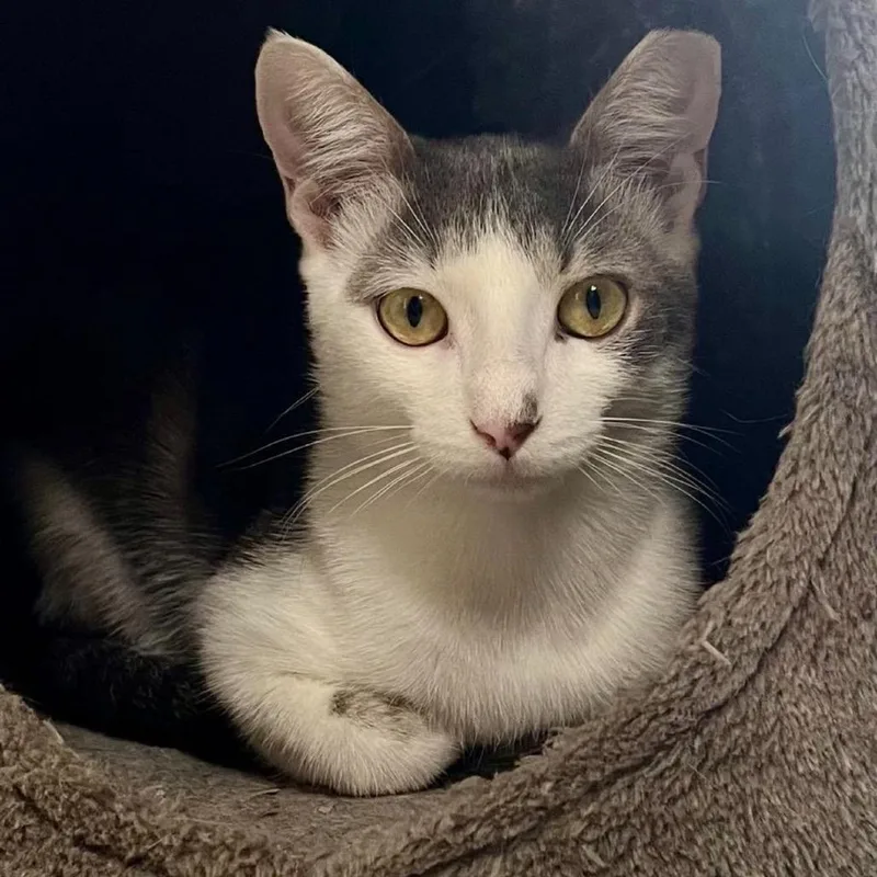 Skittles Abner thumbnail 3