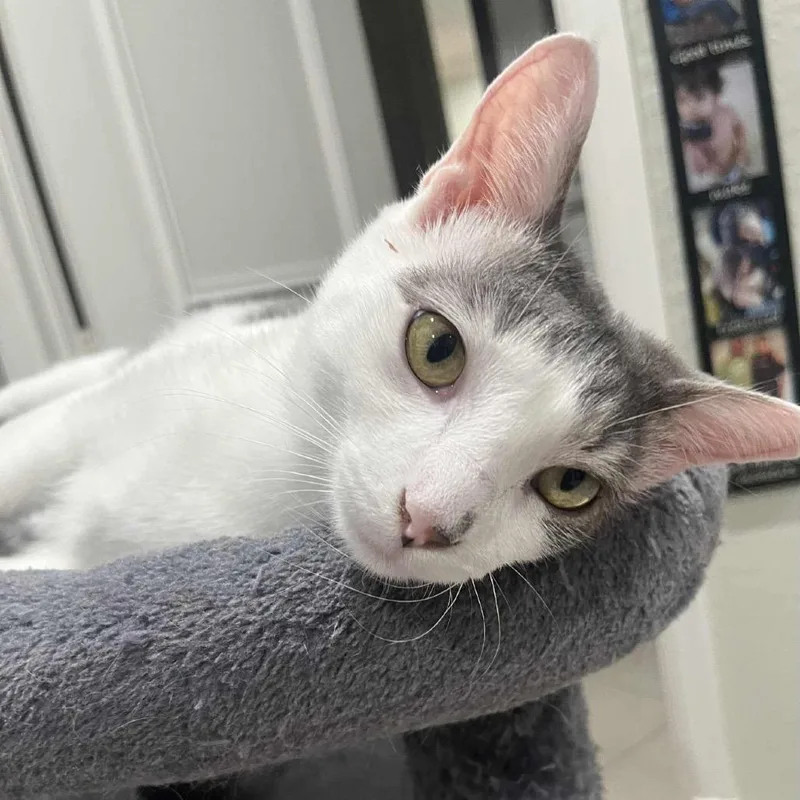 Skittles Abner thumbnail 4