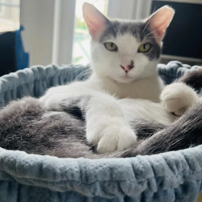 Skittles Abner thumbnail 5