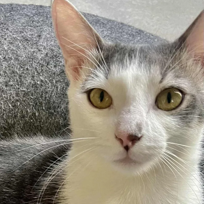 Skittles Abner thumbnail 6