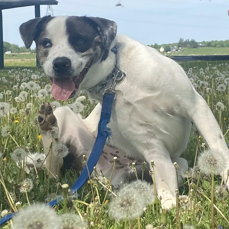 Zz  Classified Ad thumbnail 2