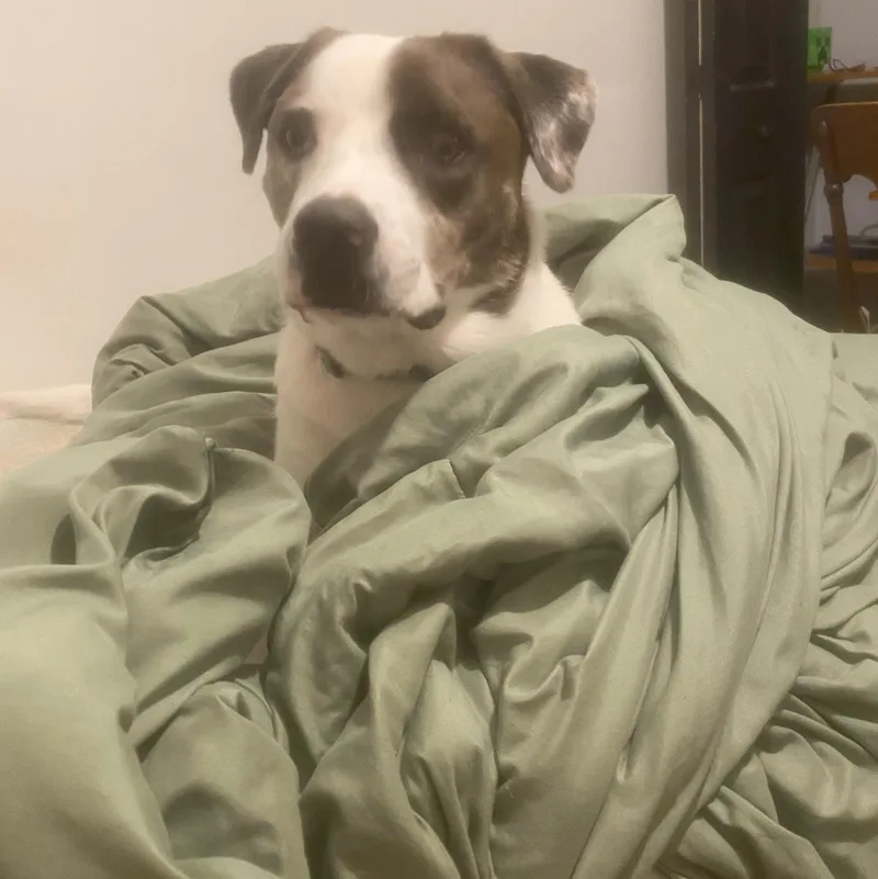 Zz  Classified Ad thumbnail 3