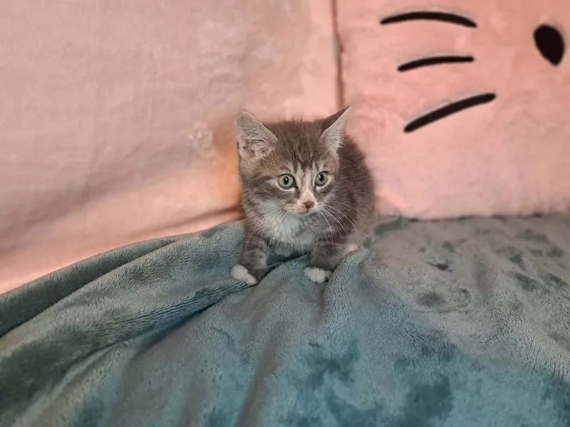 A baby medium-sized male Gray & White Domestic Short Hair cat named Spicy Tortilla for adoption in Dutton, VA
