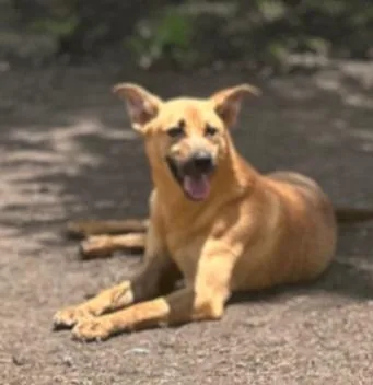An adult medium-sized female Yellow / Tan / Blond / Fawn Cattle Dog dog named Ruby for adoption in Houston, TX
