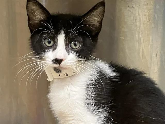 A baby small-sized female Domestic Short Hair cat named Fauna for adoption in Tustin, CA