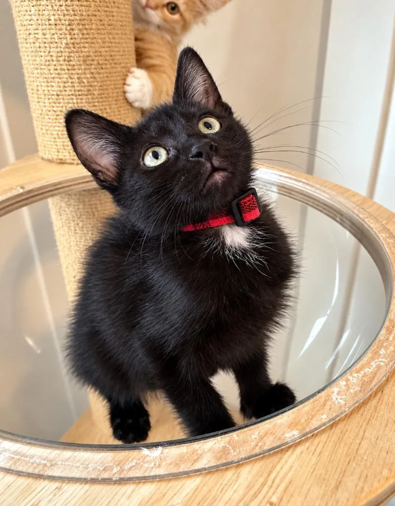 A baby medium-sized male Domestic Short Hair cat named Howard for adoption in Salt Lake City, UT