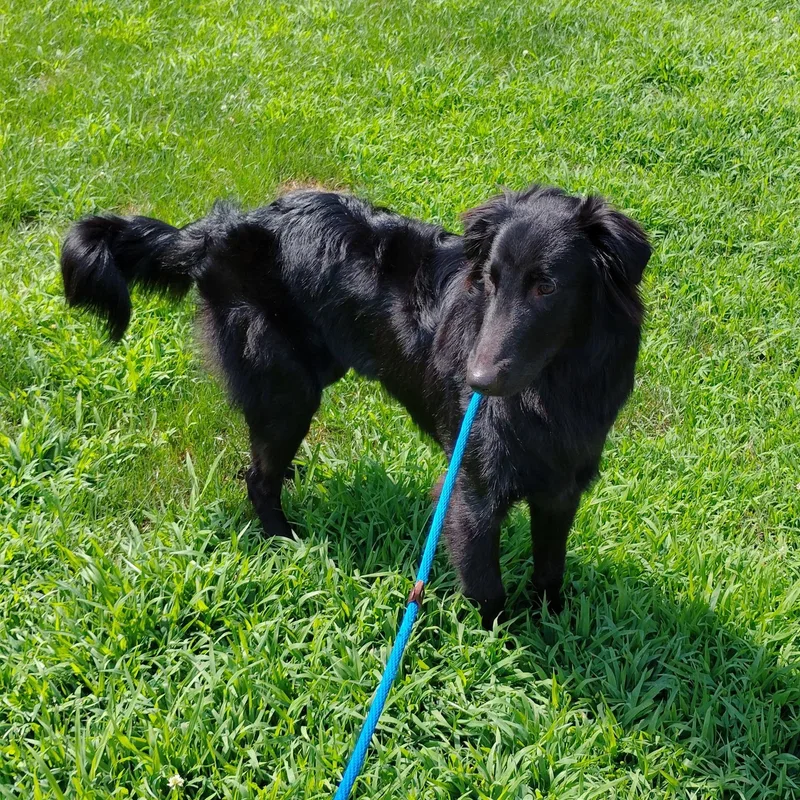 A baby medium-sized male Black Labrador Retriever dog named Bear for adoption in Woodstock, CT