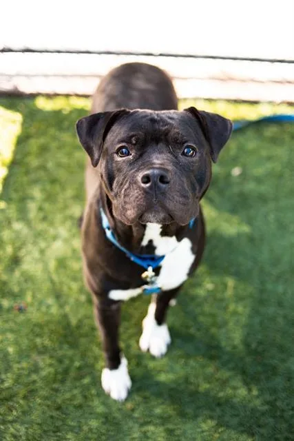 A young large-sized female Mixed Breed dog named Nina for adoption in Dallas, TX