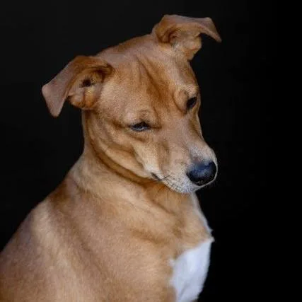 An adult small-sized male Terrier dog named Max for adoption in Knoxville, TN