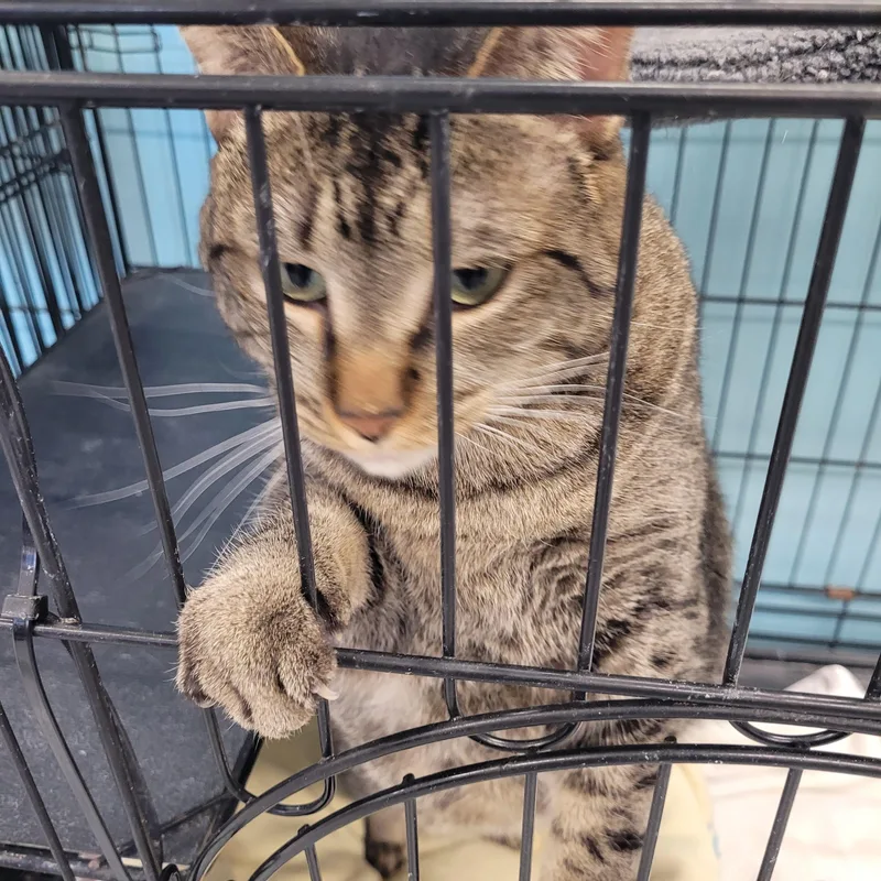 An adult large-sized female Tabby (Brown / Chocolate) Tabby cat named Quinn for adoption in Morris, MN