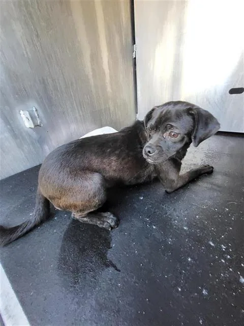 A young small-sized male Terrier dog named Doc for adoption in San Antonio, TX