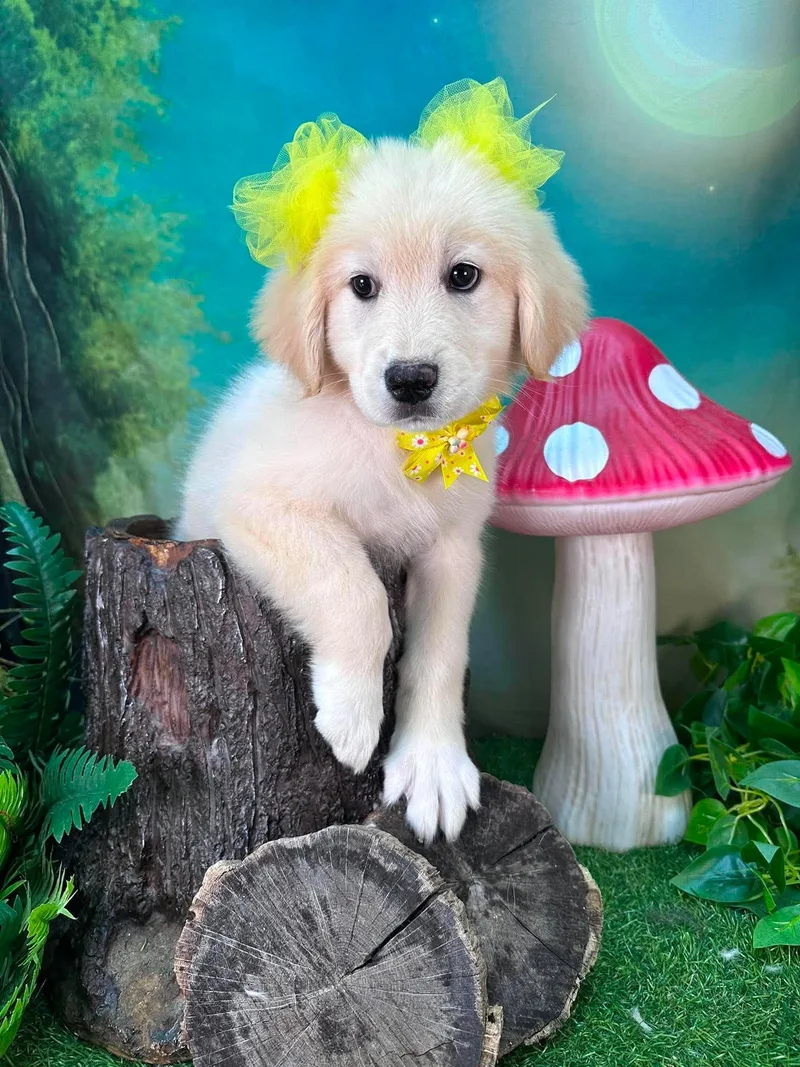 A baby large-sized female White / Cream Great Pyrenees dog named Willow for adoption in Winchester, KY