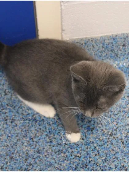A baby small-sized female Domestic Short Hair cat named Graysen for adoption in Kenansville, NC