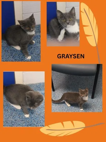 Graysen thumbnail 3
