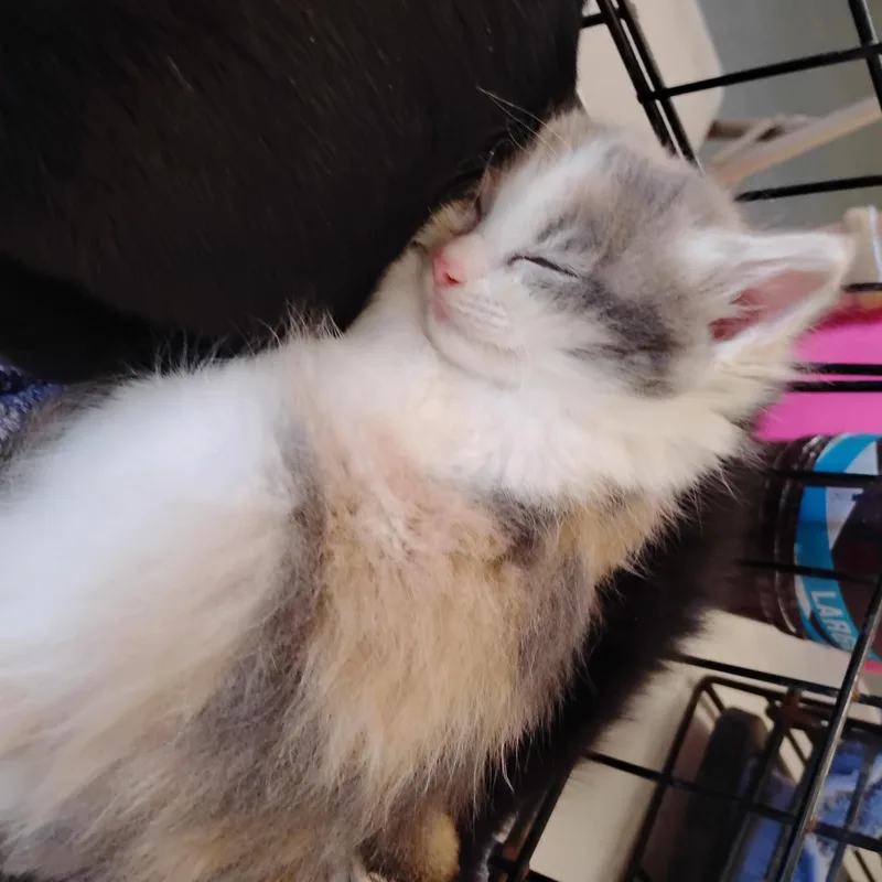 A baby small-sized female Dilute Calico Domestic Long Hair cat named Meadow for adoption in Woodland, CA