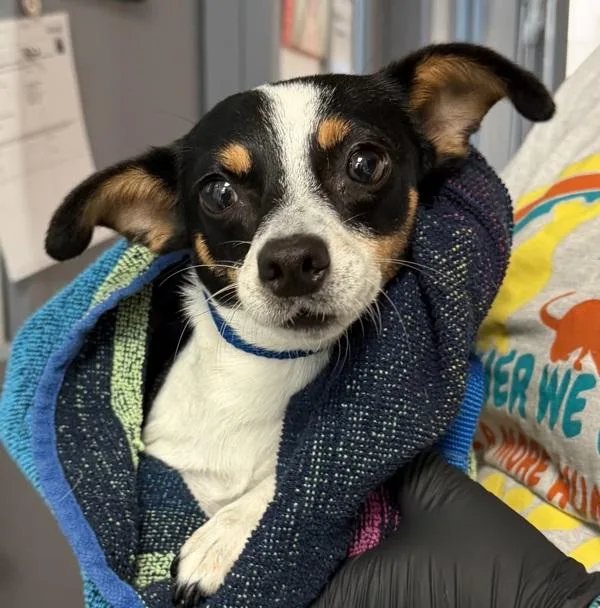 An adult small-sized female Chihuahua dog named Spice for adoption in San Diego, CA