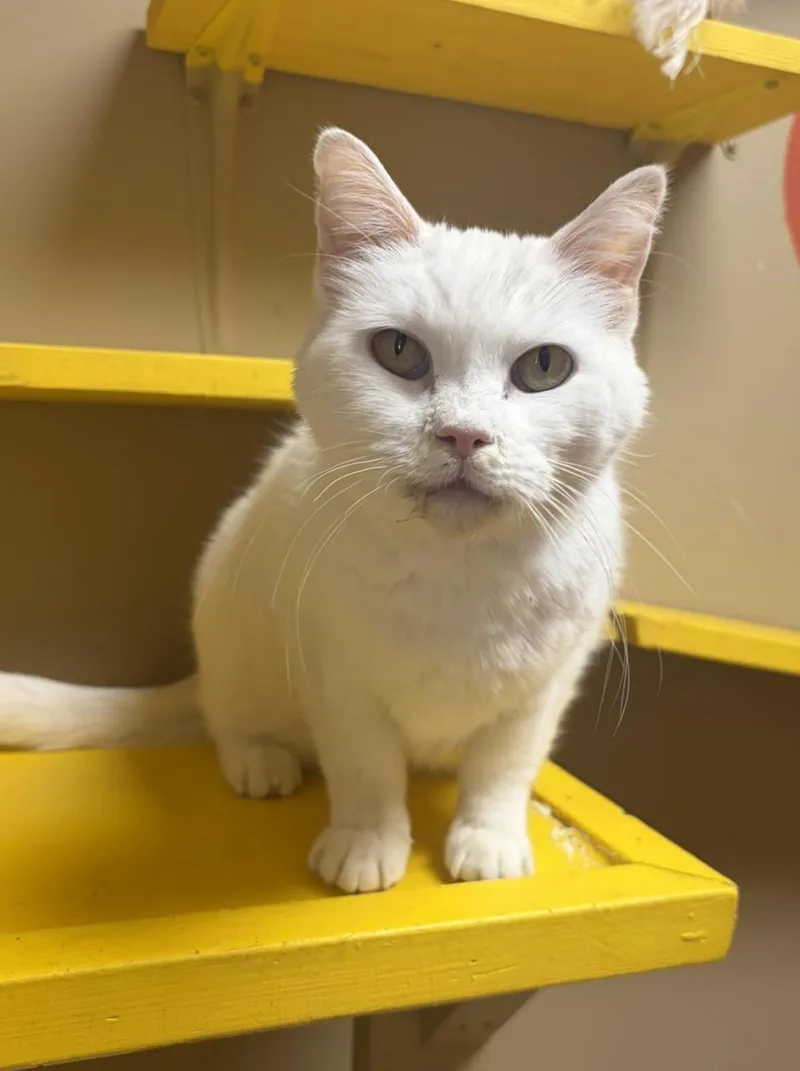 An adult medium-sized female White Domestic Short Hair cat named Frost for adoption in Maryville, MO