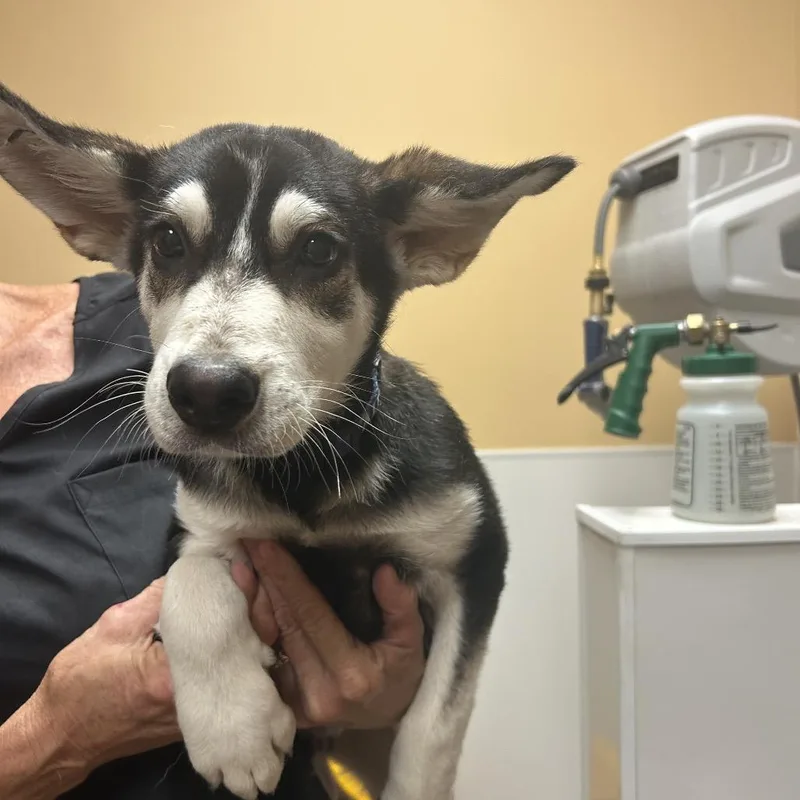 A baby small-sized male Gray / Blue / Silver Husky dog named FWT Scrappy for adoption in Midland, TX