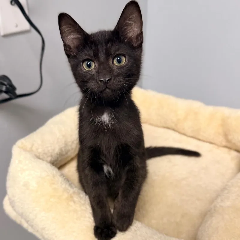 A young medium-sized male Black Domestic Short Hair cat named Skrillex for adoption in miami, FL